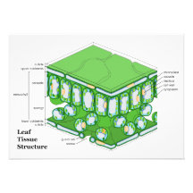 Het Diagram van de Structuur van het Weefsel van h Persoonlijke Aankondiging