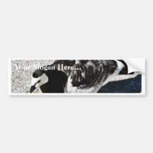 Het Dier van de Gans van de eendenmossel Bumperstickers