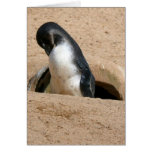 Het Dier van de Vogel van de pinguïn Kaarten