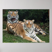 Het Duo van de tijger Posters