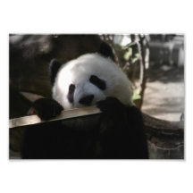 Het Eten van de panda Fotoafdrukken