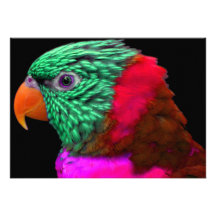 Het exotische Groene Rode Roze van de Papegaai Aankondigingen