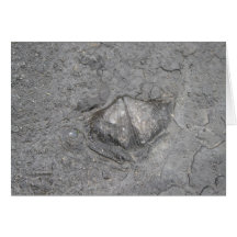 Het Fossiel van Shell Kaart