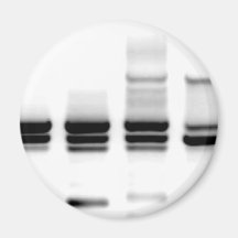 Het Gel van DNA Magneten