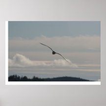 Het Glijden van de zeemeeuw Posters