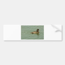 Het grotere Vrouw van de Toppereend Bumperstickers
