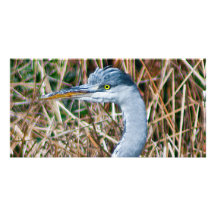 Het Hoofd van de reiger Persoonlijke Fotokaart