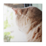 Het Kat van de zonneschijn Geboortetegeltjes