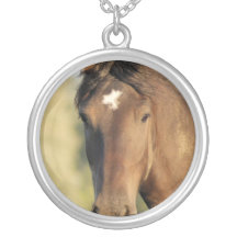 Het Ketting van het Paard van Morgan
