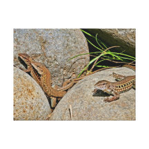 Het Koppelen van hagedissen Stretched Canvas Prints