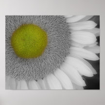 Het macro Poster van de Bloem van de Kleur van BW 
