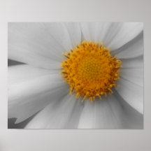 Het macro Poster van de Kleur van Daisy Flower BW 