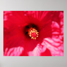 Het MacroPoster van de hibiscus