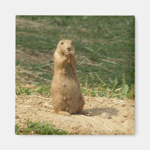 Het Mamma van de prairiehond staat op om een Blik  Magneet
