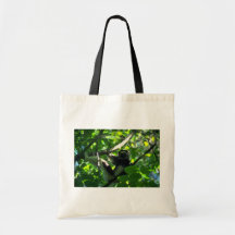 Het mannetje van Sifaka van Verreaux in boom Tassen
