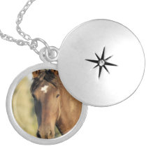 Het Medaillon van het Paard van Morgan