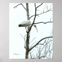 Het mooie Poster van de ibisvogel