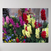 Het mooie Poster van de Tuin