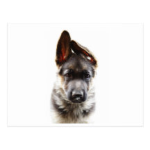 Het mooie Puppy van de Duitse herder Wenskaarten