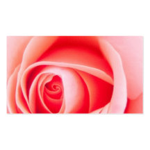 Het mooie roze nam bloem bloemenprofiel toe visitekaart sjablonen