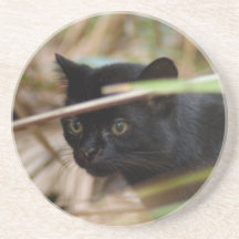 Het Onderzetter van de Kat van Geoffroy