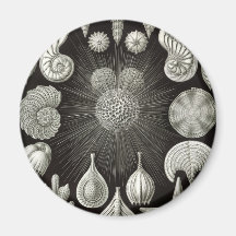 Het ontwerp van de zeeschelp koelkast magneetjes