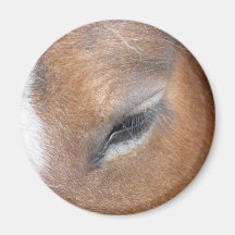 Het Oog van Clydesdale Magneet