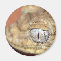 Het Oog van de gekko Koelkast Magneetjes