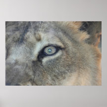 Het Oog van de Tijger van het poster