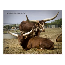 Het Paar van Watusi van Ankole Wenskaart