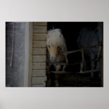 HET PONY VAN SHETLAND IN STAL POSTER
