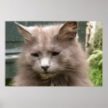Het portret van "Kyra" van de kat Plaat