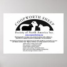 Het Poster van de Schapen van Coopworth