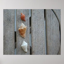 Het Poster van drie Zeeschelpen