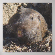 Het Poster van gopher