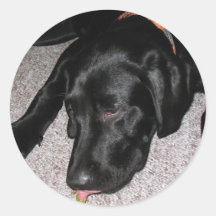 Het Puppy van Labrador eet Druiven Ronde Stickers