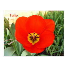 Het rode Briefkaart van de Tulp Wens Kaart