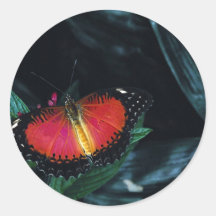 Het rode lacewing, Azië Ronde Sticker