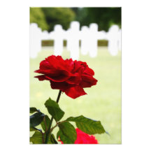 Het rood nam bij Begraafplaats toe Foto Print