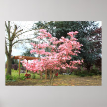 Het roze Bloeiende Poster van de Boom
