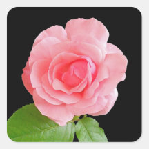 Het roze nam de Sticker van de Bloem toe