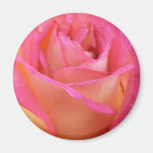 het roze nam toe koelkast magneetjes