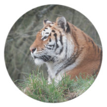 Het Siberische Portret van de Tijger Diner Bord