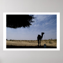 Het Silhouet van de kameel Poster