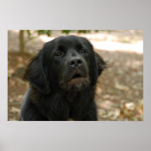 Het Spreken van de Hond van Newfoundland Print