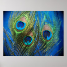 Het Stilleven van de Pauw van het Oog van vissen Posters