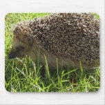 Het Stootkussen van de Muis van de egel Muismat