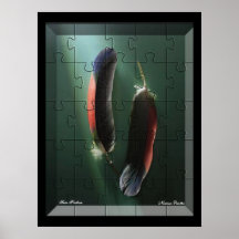 Het tweeling Poster van Veren