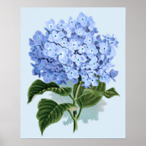 Het vintage Blauwe Poster van de Hydrangea hortens posters