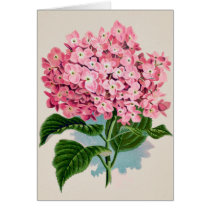 Het vintage Roze Art. van de Hydrangea hortensia kaarten